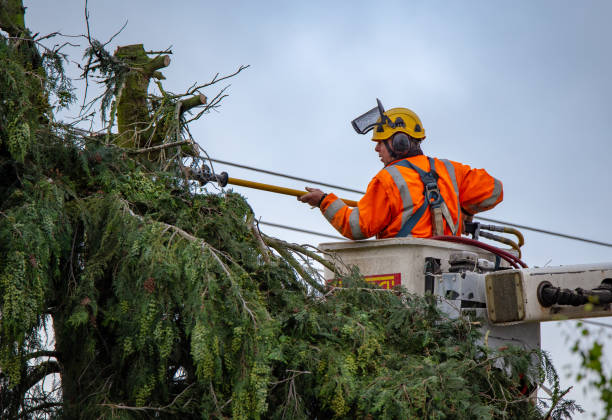 Reliable Prunedale, CA Tree Care Solutions